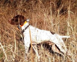Jersey Sporting Dogs Duc -Sire